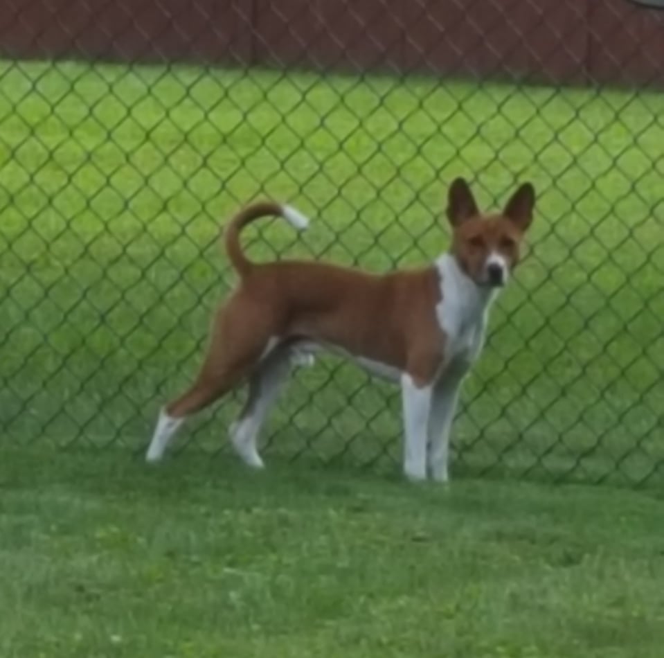 Wakan Tammen Because I'M Carl