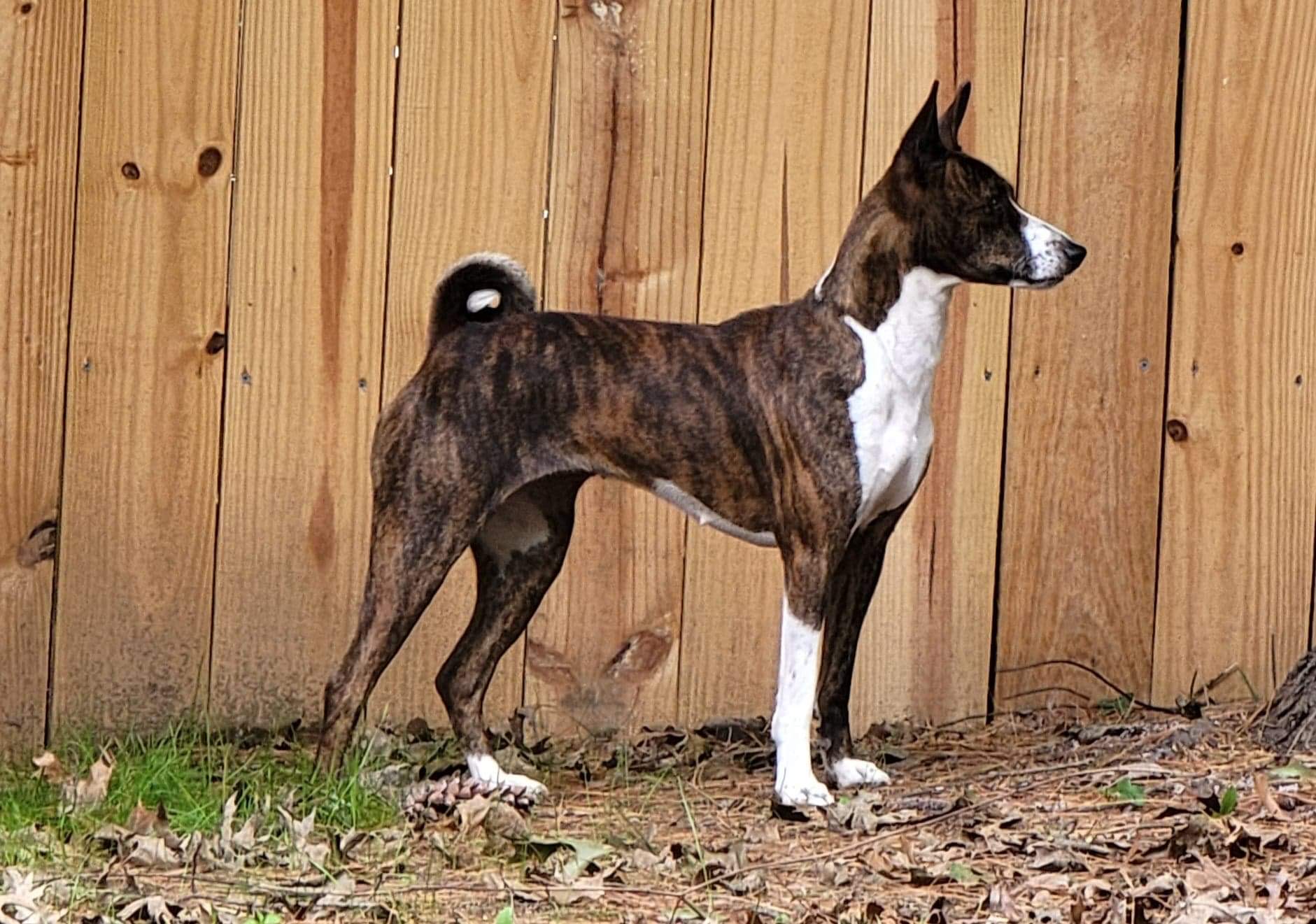 Possum Creek's Cadillac Style with Spring Willow