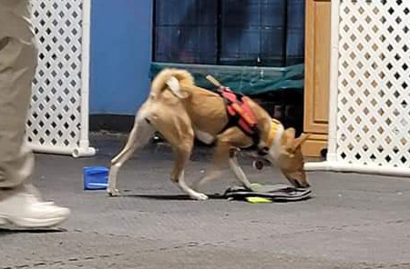 Dharian's Chosen One