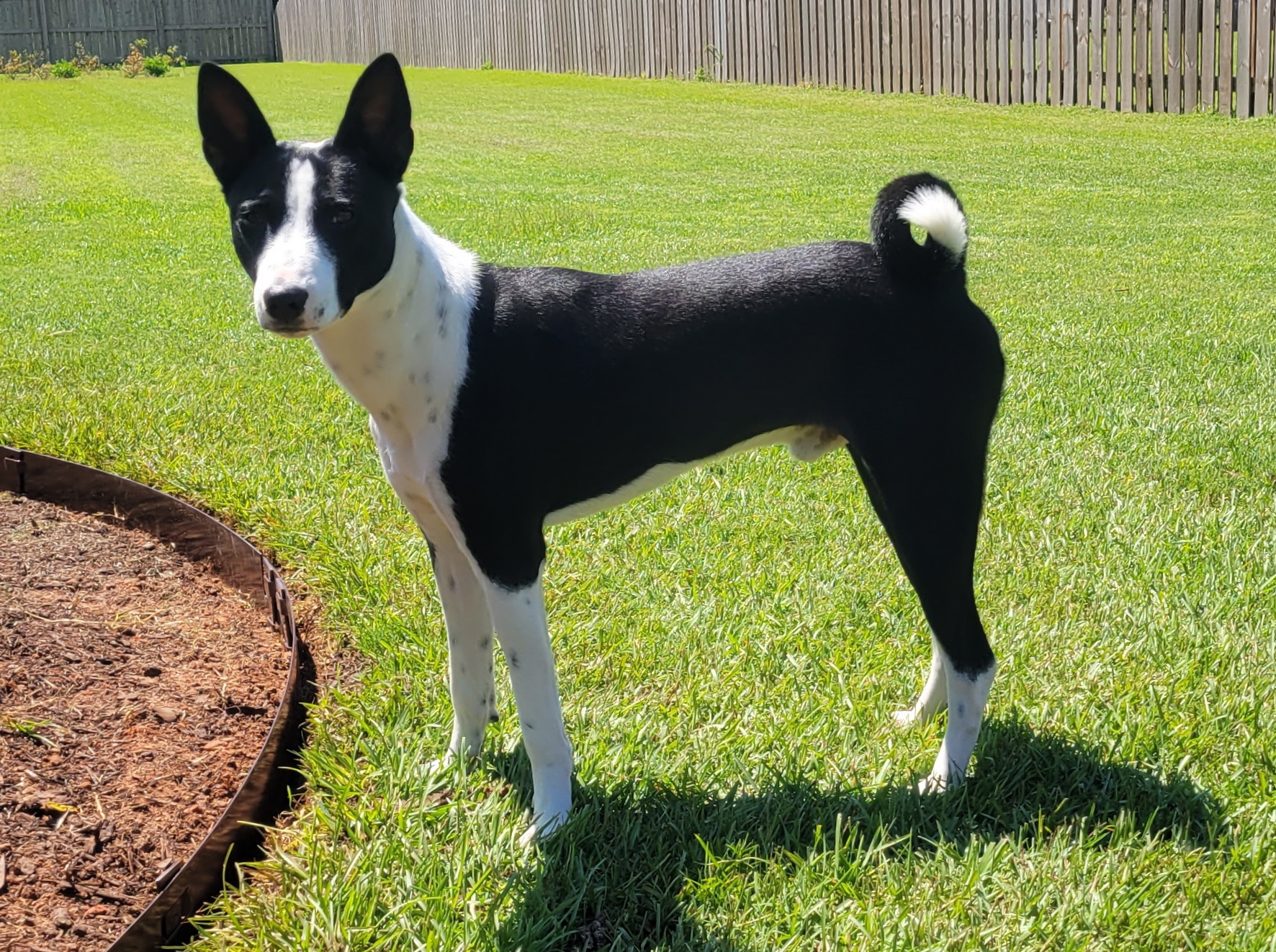 Possum Creek Southern Gentleman of Flutesong