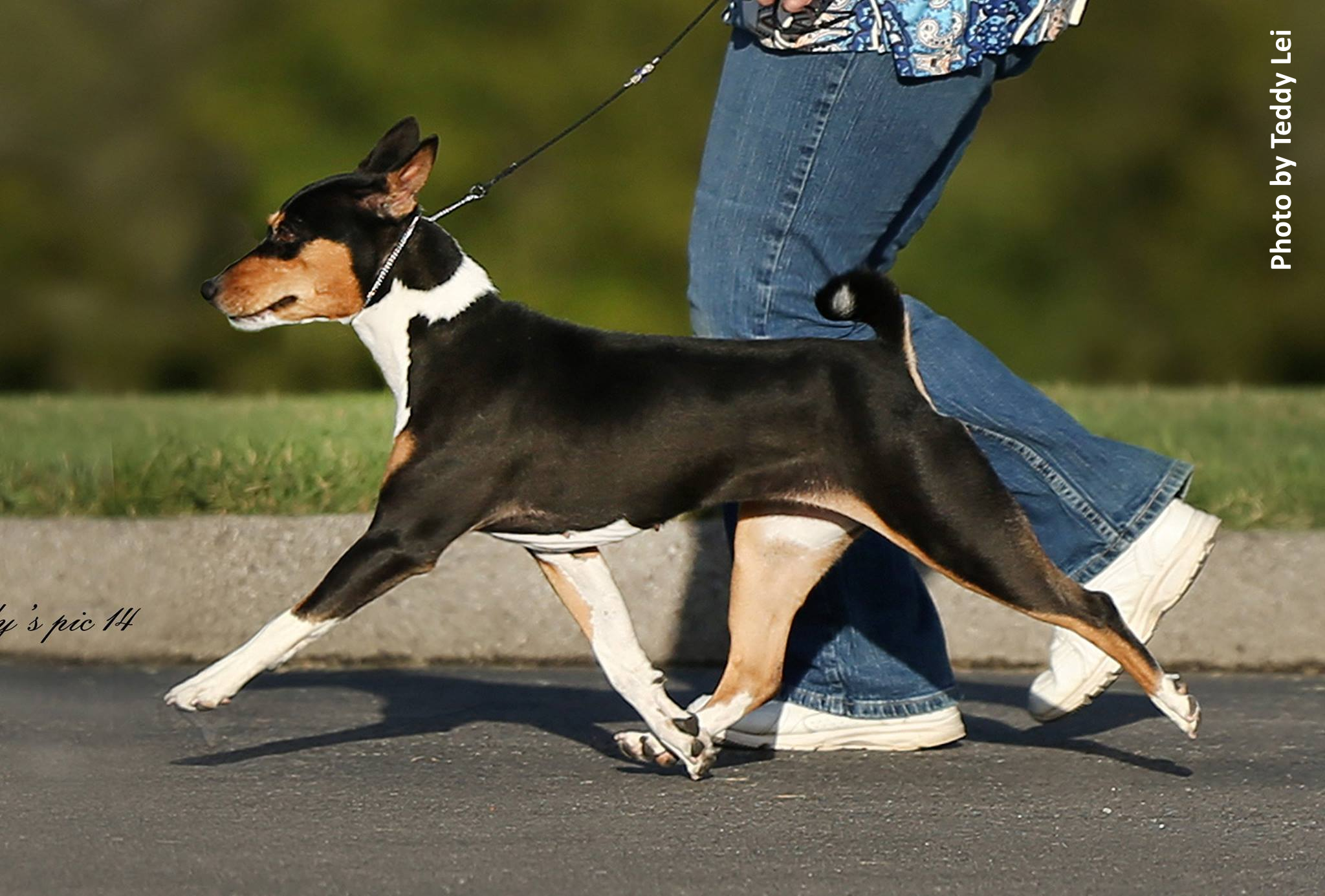 Possum Creek's Ngoma