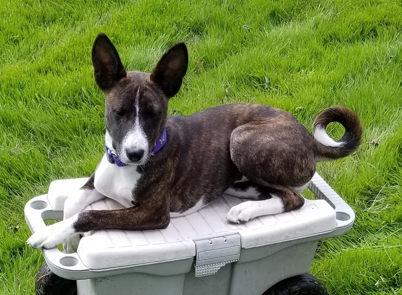 New World Jambi Magic