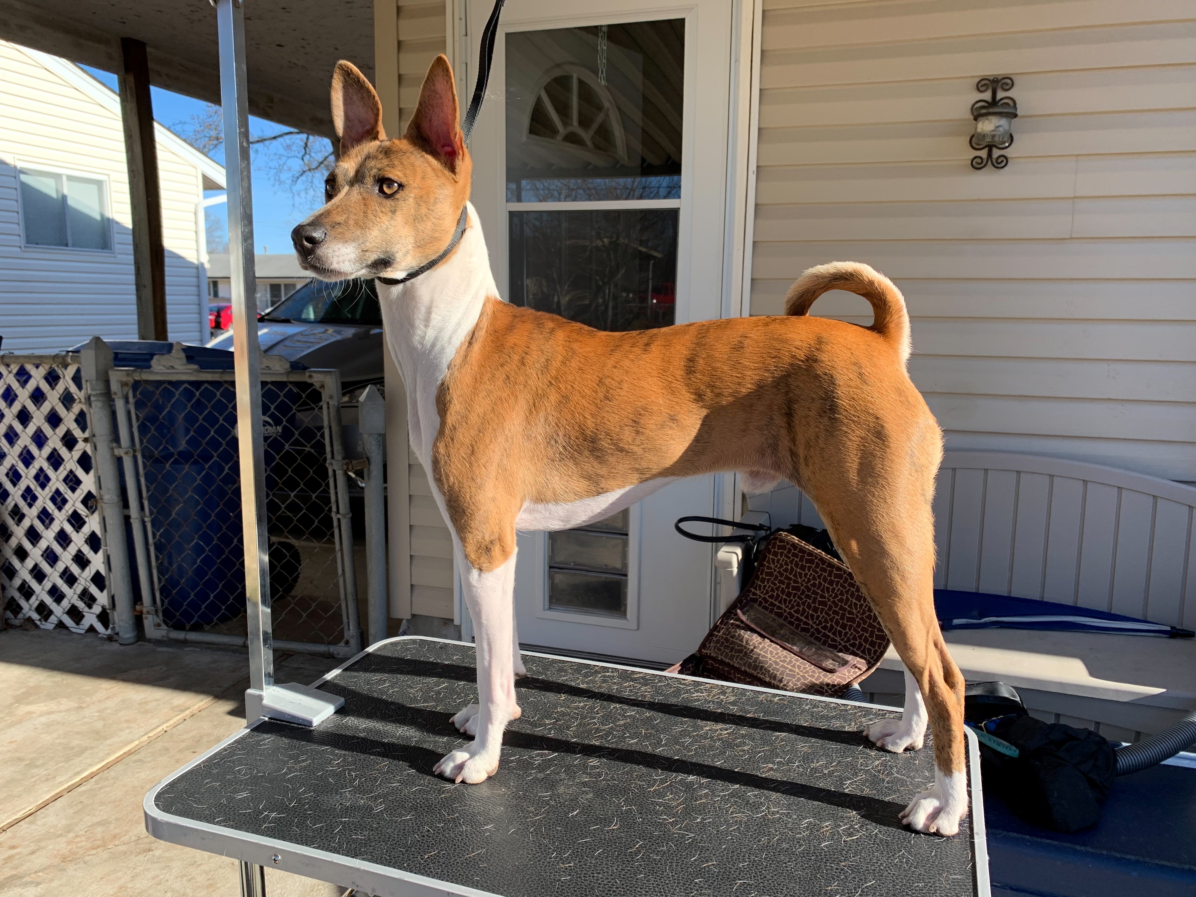 Kibushi's Dark Heir Of Gotham