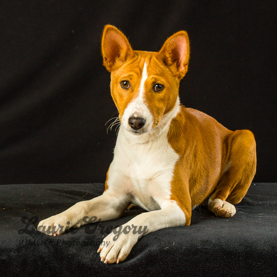 Jumoke's Hula Dancer